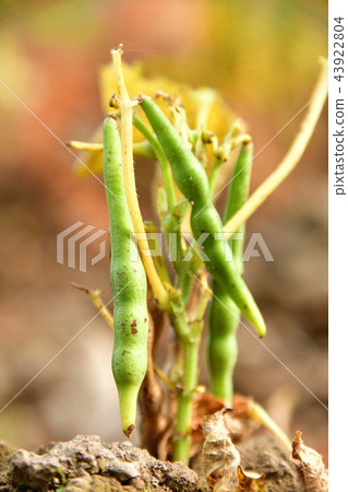 拍攝北海道綾部町的azuki豆田，秋天的季節和有色葉子的季節開始 43922804