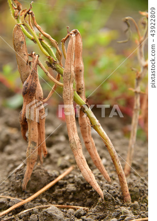 拍攝北海道綾部町的azuki豆田，秋天的季節和有色葉子的季節開始 43922809