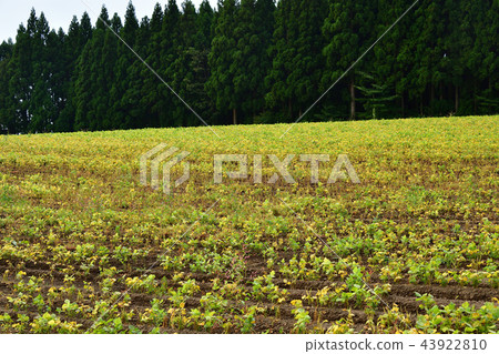 Taking a picture of the azuki bean field in Ayabe-cho, Hokkaido, where the season of autumn and the season with colored leaves began 43922810