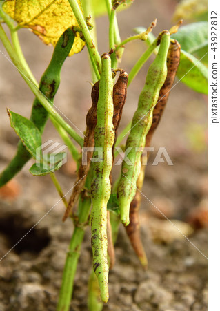 拍攝北海道綾部町的azuki豆田，秋天的季節和有色葉子的季節開始 43922812