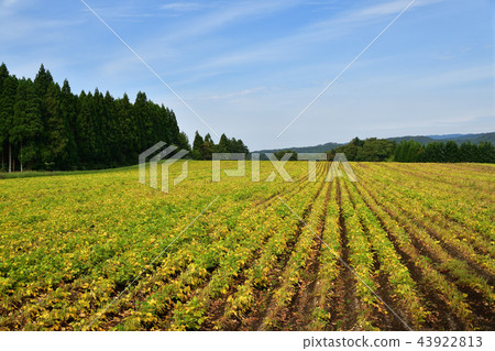 Taking a picture of the azuki bean field in Ayabe-cho, Hokkaido, where the season of autumn and the season with colored leaves began Taking a picture of the azuki bean field in Ayabe-cho, Hokkaido, where the season of autumn and the season with colored leaves began 43922813