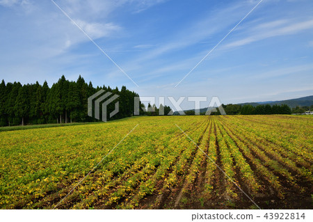 拍攝北海道綾部町的azuki豆田,秋天的季節和有色葉子的季節開始 拍攝北海道綾部町的azuki豆田,秋天的季節和有色葉子的季節開始 43922814