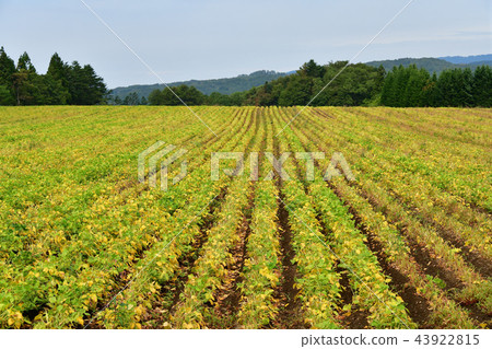 拍攝北海道綾部町的azuki豆田，秋天的季節和有色葉子的季節開始 43922815