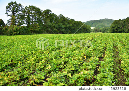 拍攝北海道綾部町的azuki豆田，秋天的季節和有色葉子的季節開始 43922816