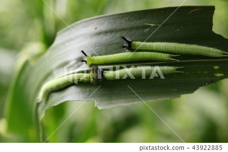 Croconoma butterfly larva 43922885