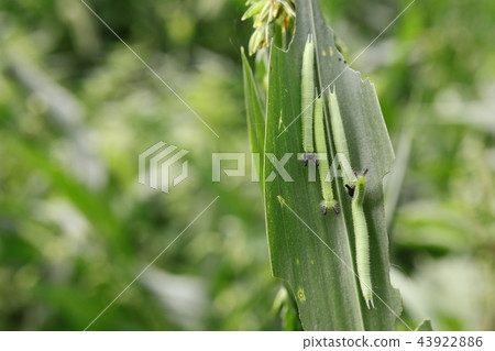 Croconoma butterfly larva 43922886