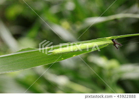 Croconoma butterfly larva 43922888