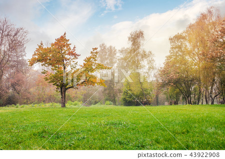 oak tree on the grassy park meadow 43922908