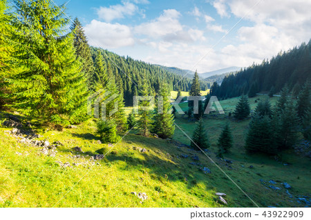 lovely valley with spruce forest 43922909