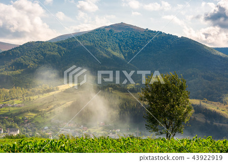 lonely tree on the meadow in smoke 43922919