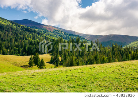 wonderful valley with spruce forest wonderful valley with spruce forest 43922920
