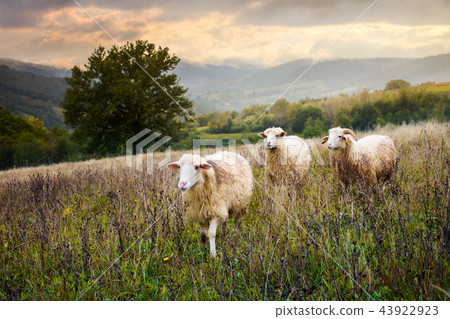 two sheep and ram walk through grassy meadow 43922923