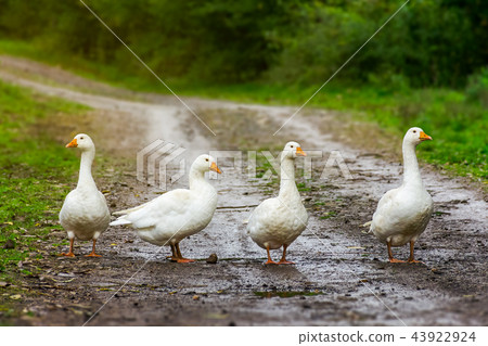 four geese on the country road four geese on the country road 43922924