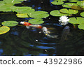 Water lotus flower and bud 43922986