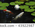 Water lotus flower and bud 43922987