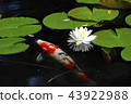 Water lotus flower and bud 43922988