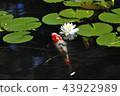 Water lotus flower and bud 43922989
