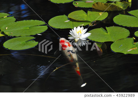 水蓮花和芽 水蓮花和芽 43922989
