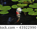 Water lotus flower and bud 43922990
