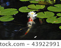 Water lotus flower and bud 43922991