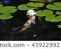 Water lotus flower and bud 43922992