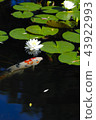 Water lotus flower and bud 43922993