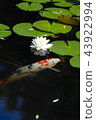 Water lotus flower and bud 43922994