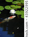 Water lotus flower and bud 43922995