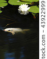Water lotus flower and bud 43922999