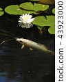 Water lotus flower and bud 43923000