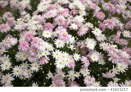 簇擁的瑪格麗特花 43923257