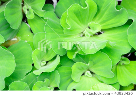 Closeup green duckweed natural background  43923420