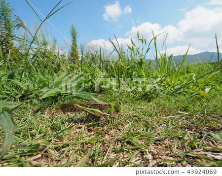 Tonosama beatta的產卵 Tonosama beatta的產卵 43924069