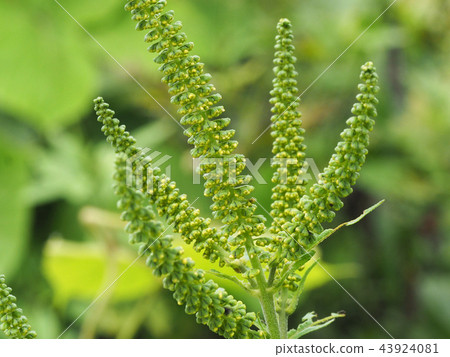 Rhododendron 43924081