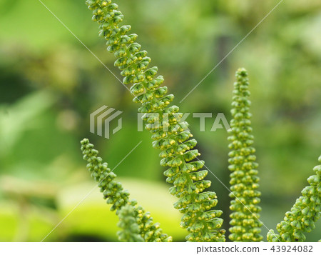 Rhododendron Rhododendron 43924082