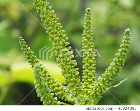 三裂葉豚草 43924083