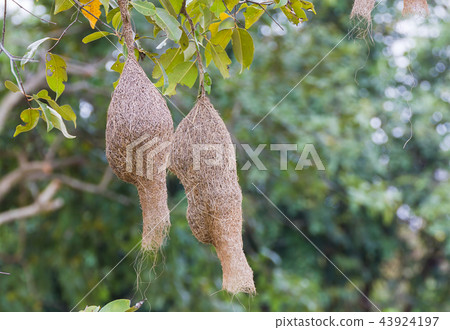 Baya weaver bird nest Baya weaver bird nest 43924197
