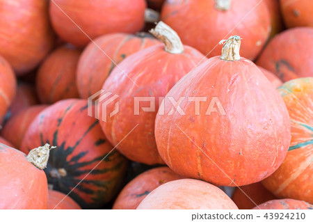 Bunch of orange pumpkins for sale Bunch of orange pumpkins for sale 43924210
