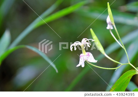 Yama Hototogisu 43924395