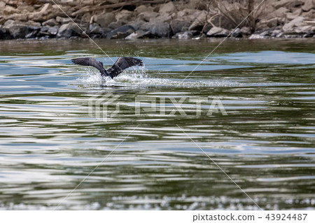 Cormorant wings in lake Kerkini, partial view 43924487