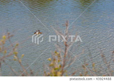 Two Great Crested Grebe birds shape a heart form Two Great Crested Grebe birds shape a heart form 43924488