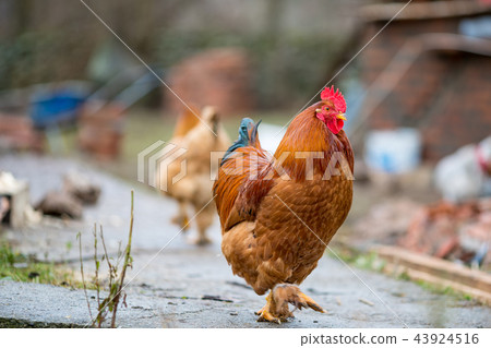 Rooster close-up walking in the garden Rooster close-up walking in the garden 43924516