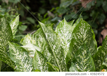 Green lead of Dieffenbachia tree 43924572