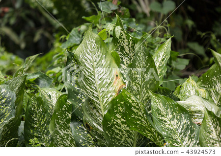 Green lead of Dieffenbachia tree Green lead of Dieffenbachia tree 43924573