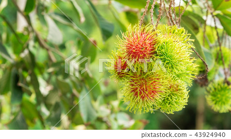 Rambutan fruit in an orchard. Rambutan fruit in an orchard. 43924940