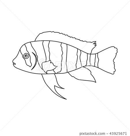 Frontosa Cichlid (Cyphotilapia Frontosa) fish icon outline. Singe aquarium fish icon from the sea Frontosa Cichlid (Cyphotilapia Frontosa) fish icon outline. Singe aquarium fish icon from the sea 43925671