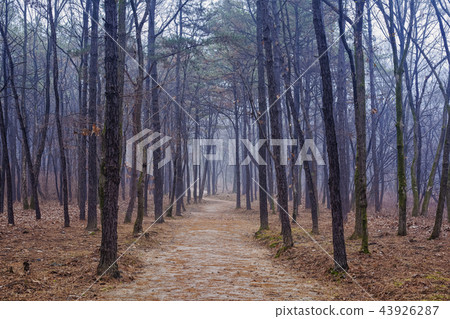 Tree, Forest, Seorung-ri, Goyang-si, Gyeonggi-do 43926287