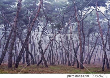 松樹，森林，Seorung-ro，Goyang-si，Gyeonggi-do 43926290