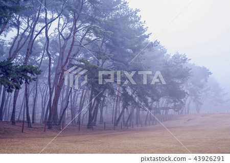 松樹，森林，Seorung-ro，Goyang-si，Gyeonggi-do 43926291
