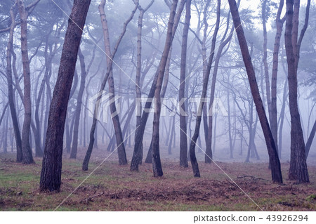 松樹，森林，Seorung-ro，Goyang-si，Gyeonggi-do 43926294